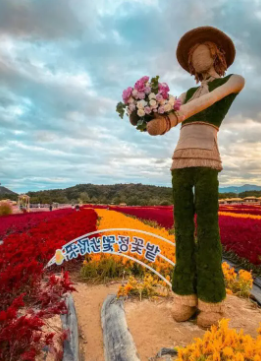 Flower garden scarecrow statue with sweeping rows of red and orange celosia at Goseokjeong, Cheorwon