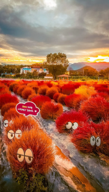 Crimson kochia balls glowing at golden hour in Goseokjeong Flower Garden, Cheorwon autumn