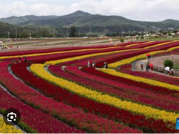 Aerial view of striped celosia and marigold rows at Goseokjeong Flower Garden with mountains behind
